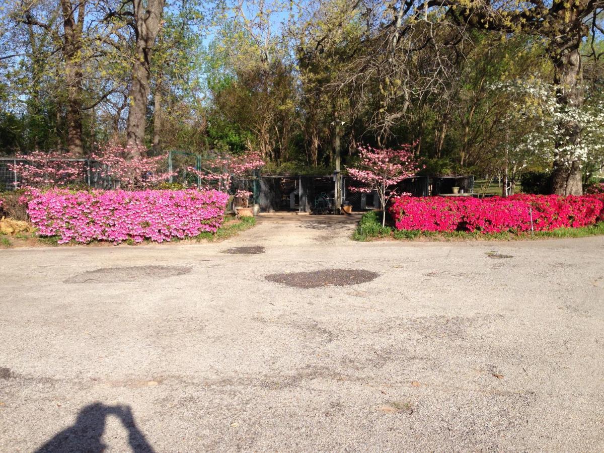 Dogwood Springs Lodgings Mineola エクステリア 写真