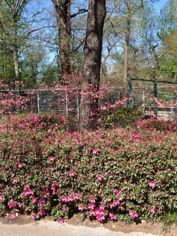 Dogwood Springs Lodgings Mineola エクステリア 写真