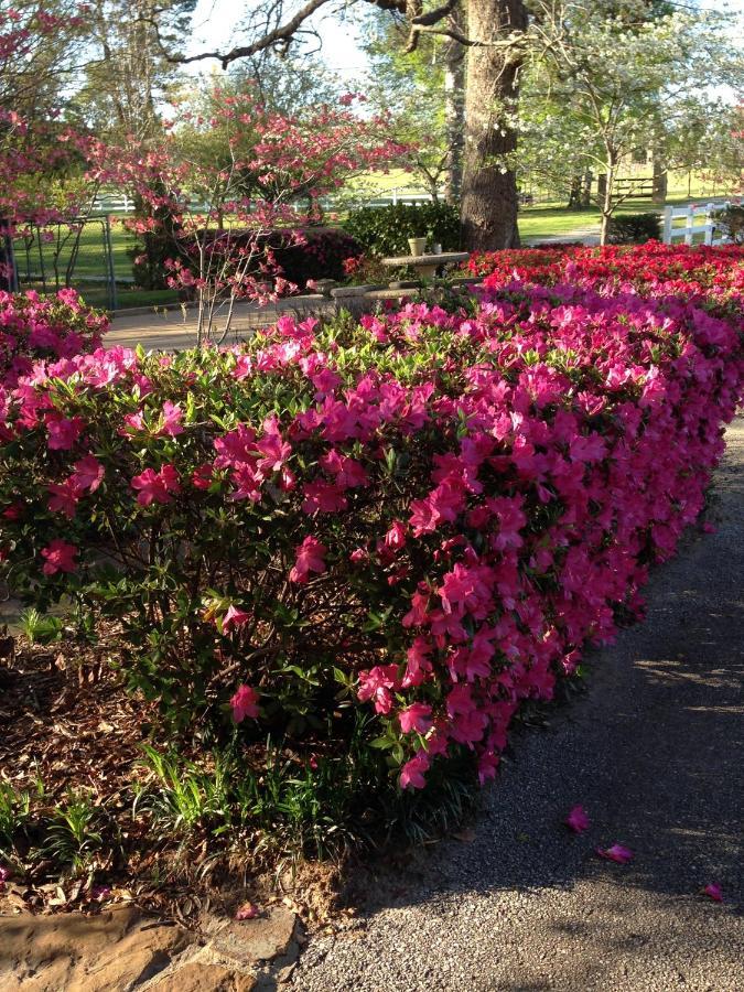 Dogwood Springs Lodgings Mineola エクステリア 写真